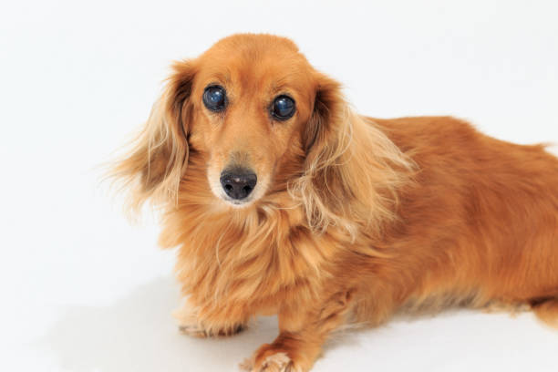 ダックスフンドの肖像画 - miniature dachshund ストックフォトと画像