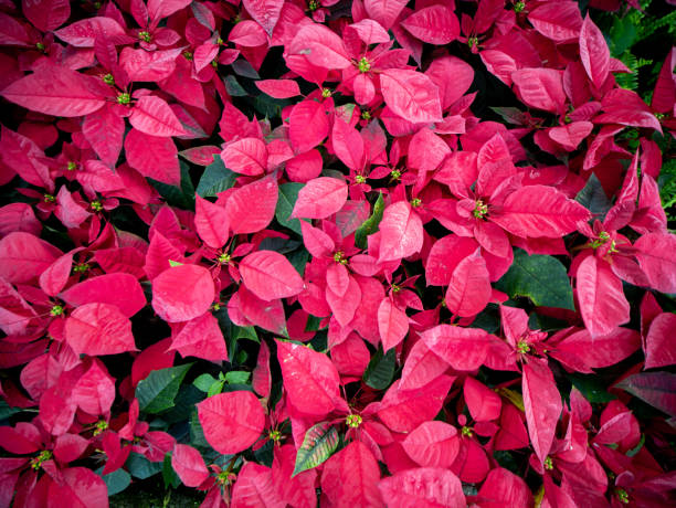 istock Red Poinsettia Leaves 1128675404