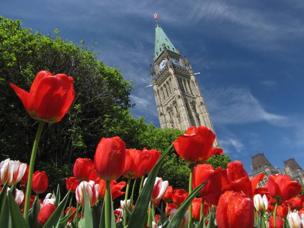 colina del parlamento durante el festival canadiense del tulipán - ottawa tulip festival fotografías e imágenes de stock