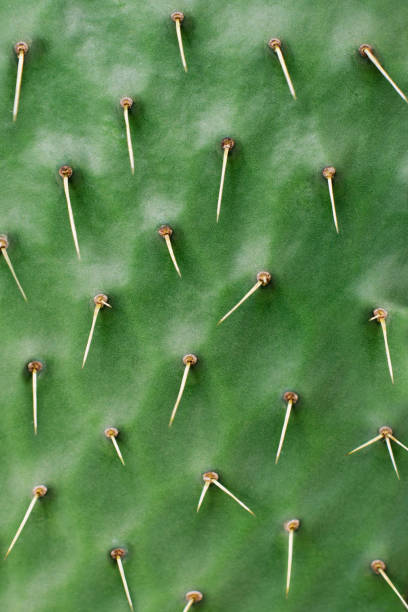 istock Natural background Cactus succulent plant 1128676889