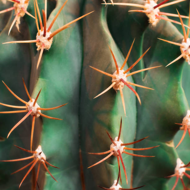 istock Natural background Cactus succulent plant 1128676893