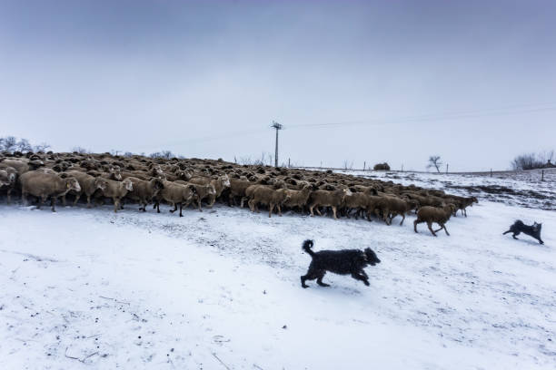 istock Flock of sheep and the shepherd dogs 1128677618