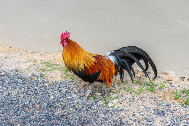 istock A bright cock stands on small stones. 1128678171