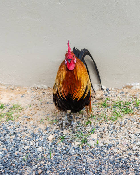 istock A bright cock stands on small stones. 1128678200