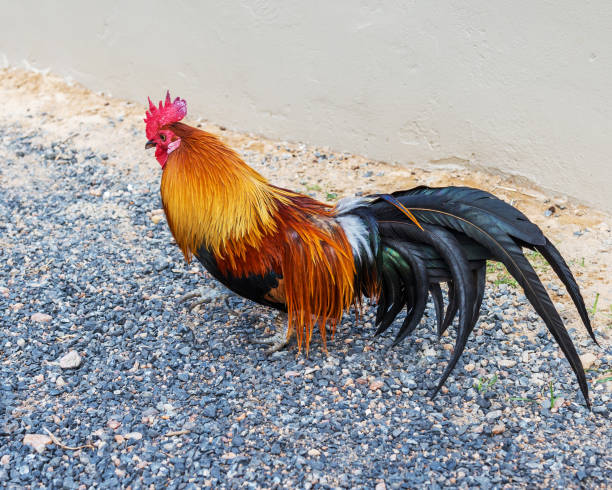 istock A bright cock stands on small stones. 1128678225