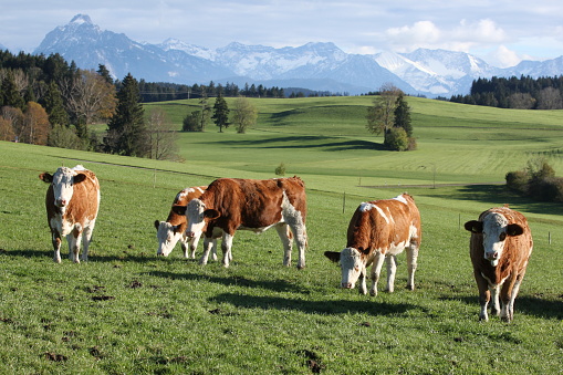 Agriculture, Bavarian Alps