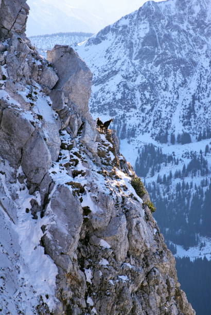 istock Two chamois in the wintry steep rock 1128678999