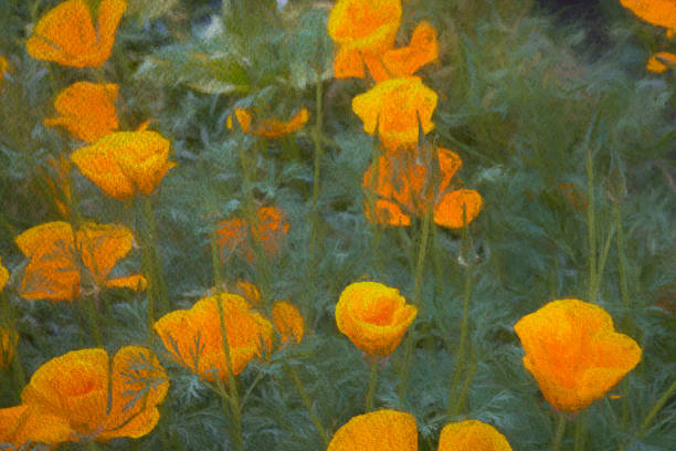 California poppies