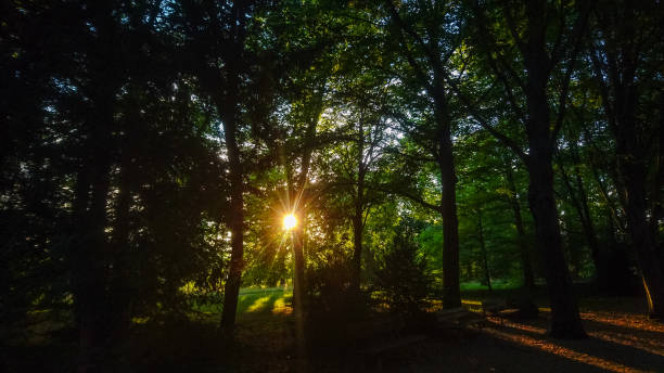 istock The sun is shining trough the trees 1128680632