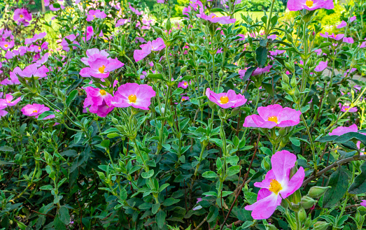 Cistus flowers on a shrub in a UK garden.