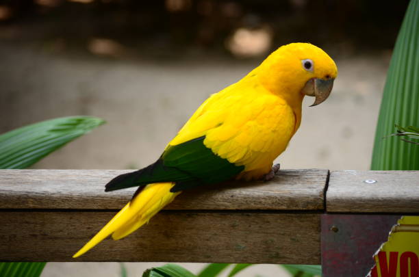 istock Yellow green Brazilian little parrot 1128680878