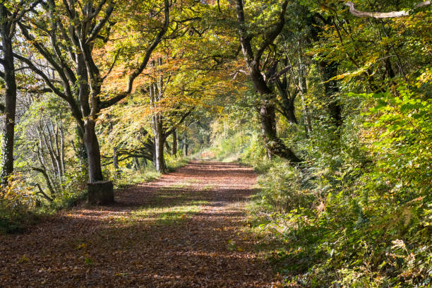 Un bordées d’arbres, vue d’automne le long de la route de Rolle, Site du Canal Rolle victorien avec porte et banc ; Grand Torrington, Devon, Angleterre. - Photo