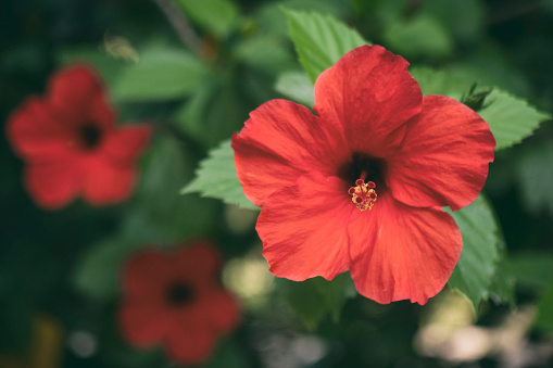 Red hibiscus rosa close up