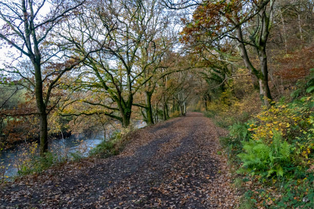 Un bordées d’arbres, vue d’hiver le long de la route de Rolle, Site du Canal Rolle victorien avec porte et banc ; Grand Torrington, Devon, Angleterre. - Photo