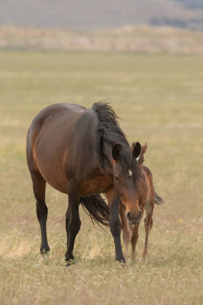 istock Wild Horse Mare and Foal 1128683155