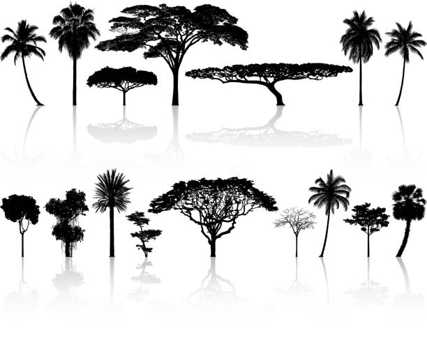 Highly Detailed Tree Silhouette Highly detailed tree silhouette. tropical tree stock illustrations