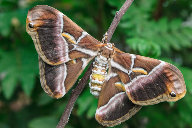 istock Attacus atlas - Atlas moth (Canary Islands - E) 1128684289