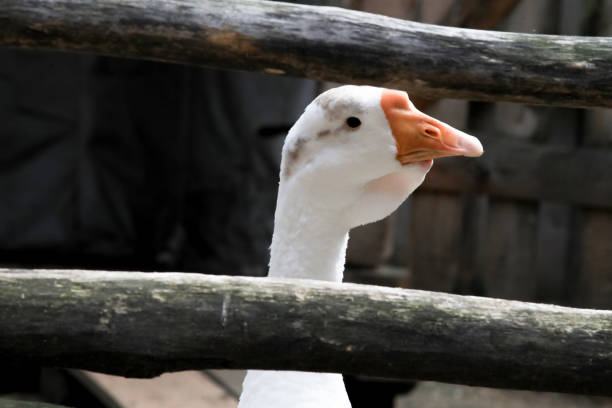 istock Geese in the yard 1128685463