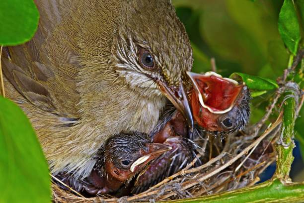 istock Bird hatching young baby birds on nest. 1128685701