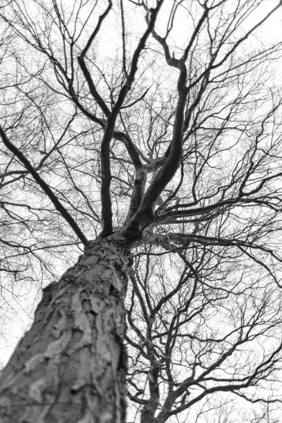 istock Tree without leaves on the treetop 1128685722