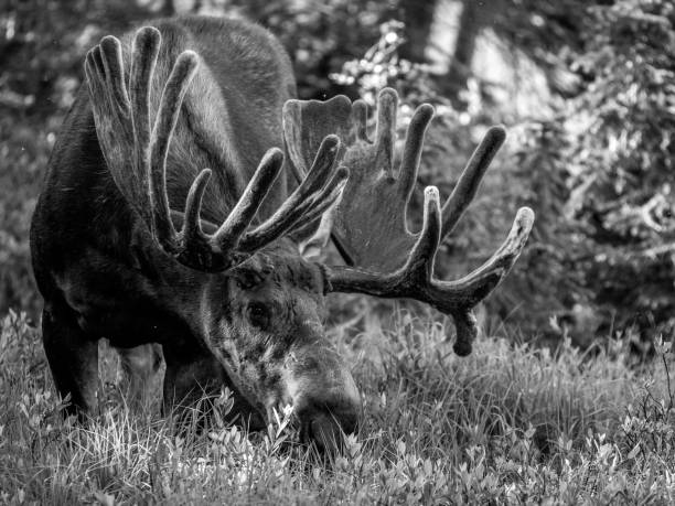 istock Bull Moose in Summer Velvet 1128686954