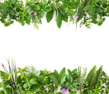 Various kinds of fresh garden herbs isolated on white background