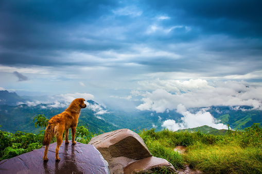 Dog standing on a rock Looking at Clouds covering beautiful valleys and mountains in rainy season, Phu Thap Boek , Phetchabun Province,Thailand