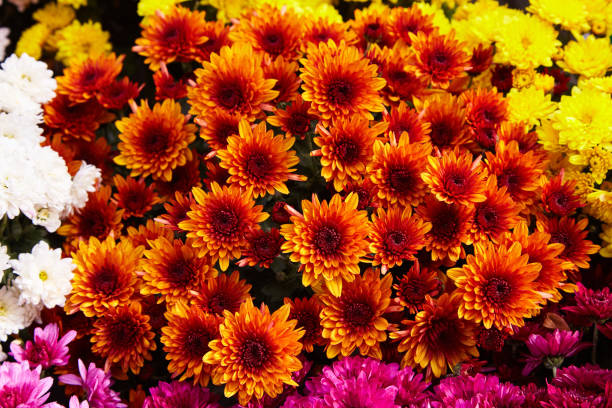 istock Yellow and orange Chrysanthemums. 1128687362