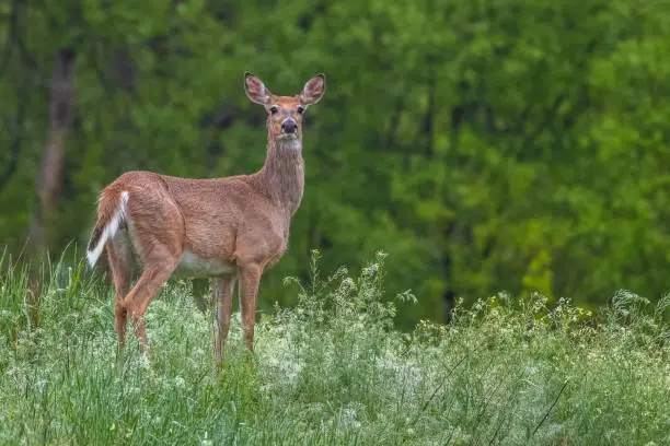 A whitetail deer stops and peers curiously toward the camera during Spring rain in Colorado