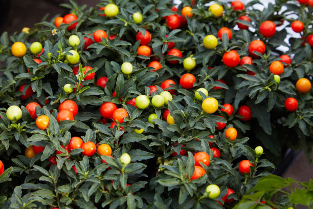 istock Winter cherry plant or Jerusalem cherry 1128689035