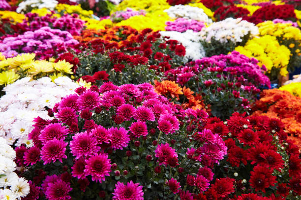 multi colores crisantemos. - chrysanthemum fotografías e imágenes de stock