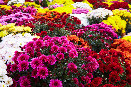 Chrysanthemum flowers as a background close up. Multi colored  Chrysanthemums. Chrysanthemum wallpaper. Floral background. Selective focus.