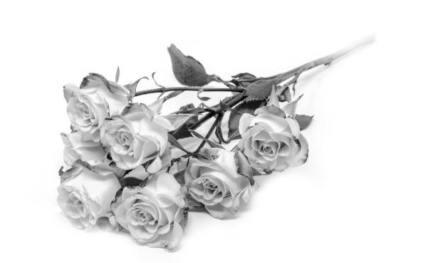 jasne monochromatyczne róże krzewowe miękkie na białym tle - rose anniversary flower nobody zdjęcia i obrazy z banku zdjęć