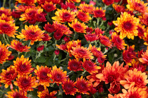 istock Yellow and orange Chrysanthemums. 1128689339