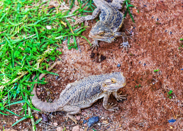 istock Reptile - a class of vertebrates 1128690323