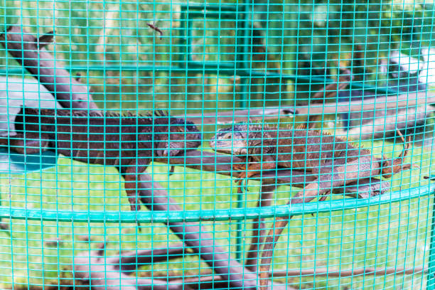 Iguana on blurry background bokeh
