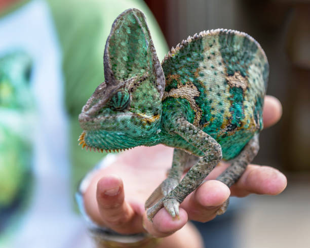 istock Reptile - a class of vertebrates 1128690407
