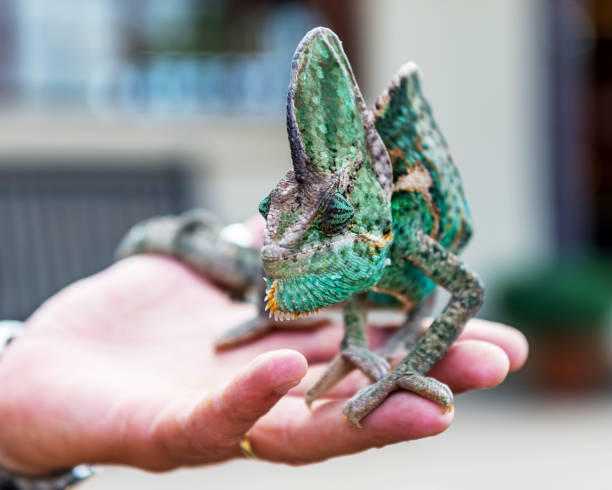 istock Reptile - a class of vertebrates 1128690411