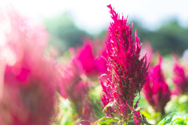 istock Red cockscomb flowers that are blooming look beautiful. 1128690733