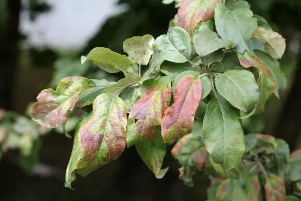 Apple tree branch with leaves damaged by Cacopsylla mali (syn. Psylla mali) or Apple Sucker. Foliage with brown spots