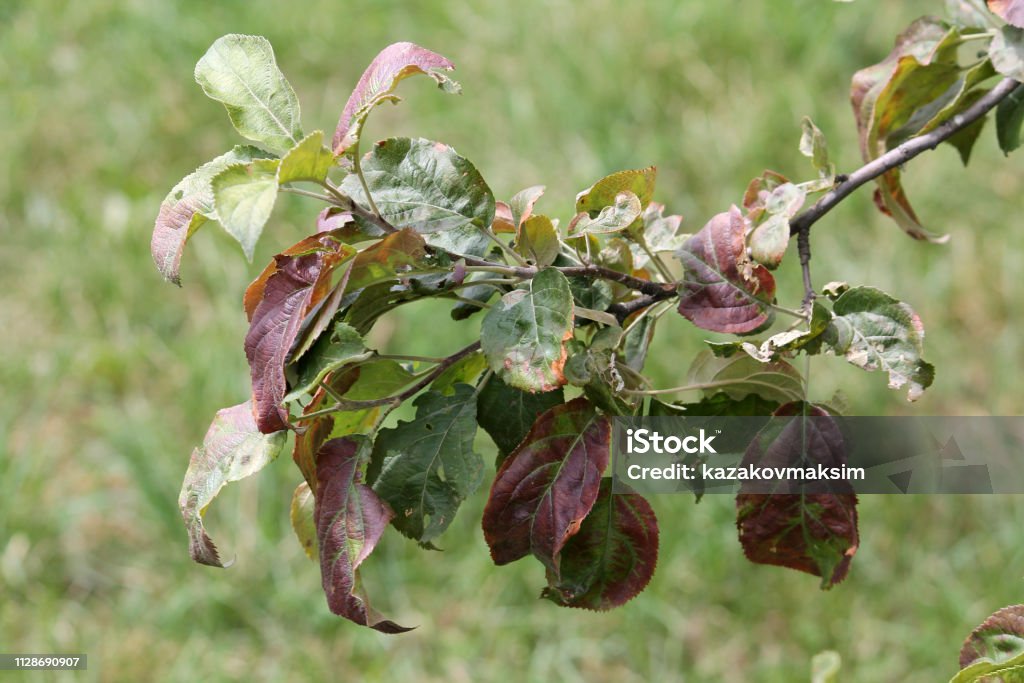 Apple tree branch with leaves damaged by Cacopsylla mali (syn. Psylla mali) or Apple Sucker. Foliage with brown spots Apple - Fruit Stock Photo