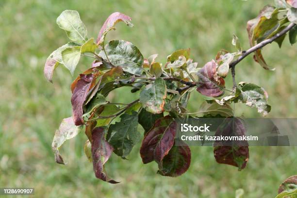 Apple Tree Branch With Leaves Damaged By Cacopsylla Mali Or Apple Sucker Foliage With Brown Spots Stock Photo - Download Image Now