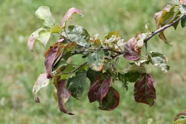 Apple tree branch with leaves damaged by Cacopsylla mali (syn. Psylla mali) or Apple Sucker. Foliage with brown spots