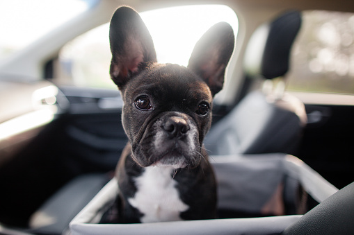 A young puppy travels in a car