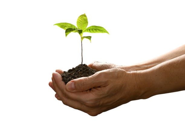 istock Hands holding and caring a green young plant isolated on white background 1128690971