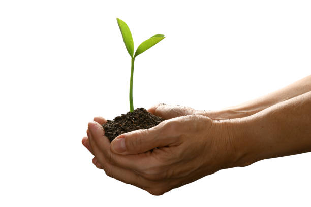 istock Hands holding and caring a green young plant isolated on white background 1128690972
