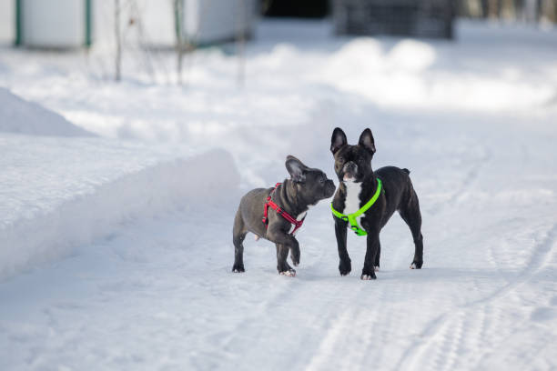 istock Dogs in the snow 1128690988