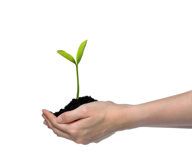 istock Hands holding and caring a green young plant isolated on white background 1128690990