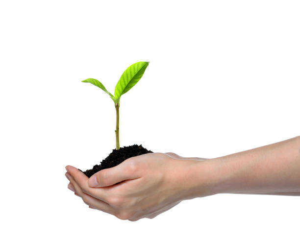 istock Hands holding and caring a green young plant isolated on white background 1128690996