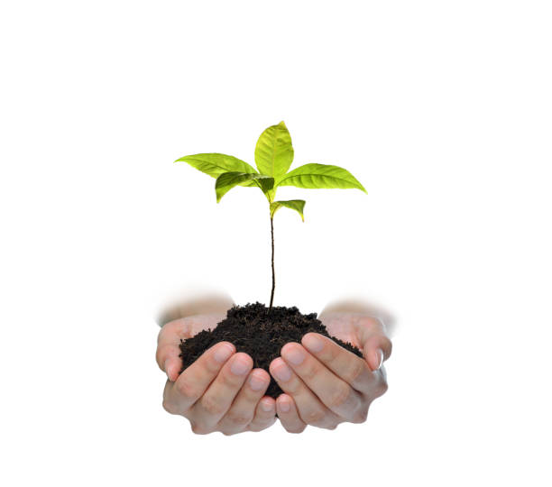 istock Hands holding and caring a green young plant isolated on white background 1128691001